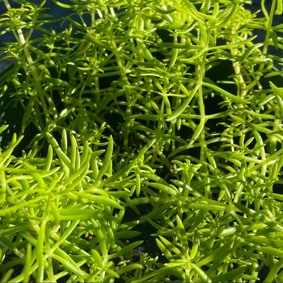 🌱Sedum Angelina Live Rooted Succulent Plant🌱 - Picture 5 of 11